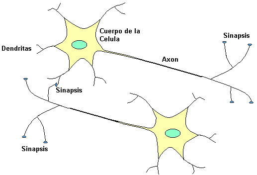 neurona